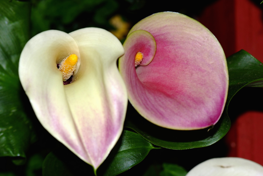 칼라 - calla, Zantedeschia aethiopica