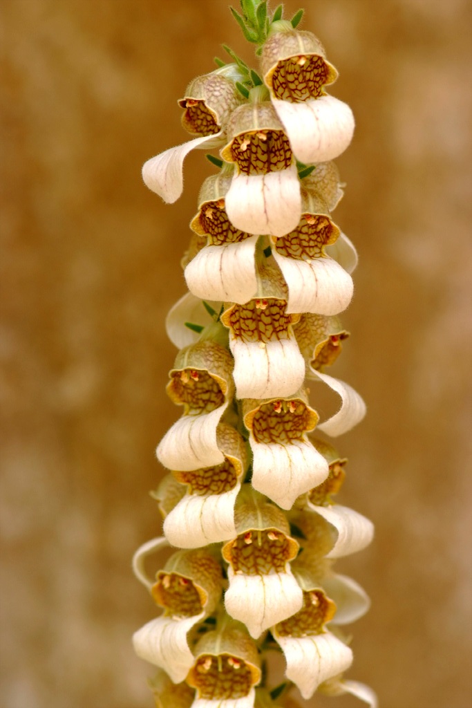 폭스 글로브 - Foxglove, Digitalis spp. foxglove