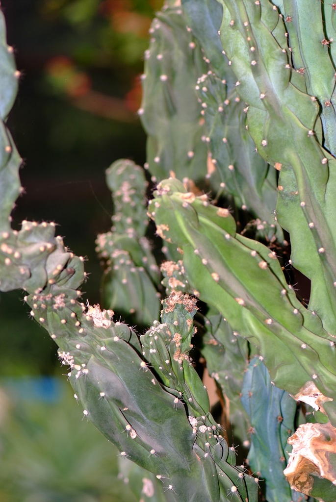 선인장 - Opuntia ficus-indica Mill.