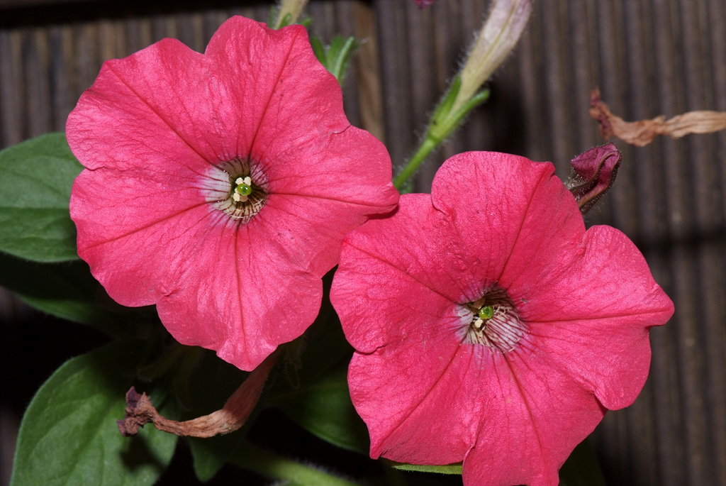 페튜니아 - Common Garden Petunia, Petunia hybrida