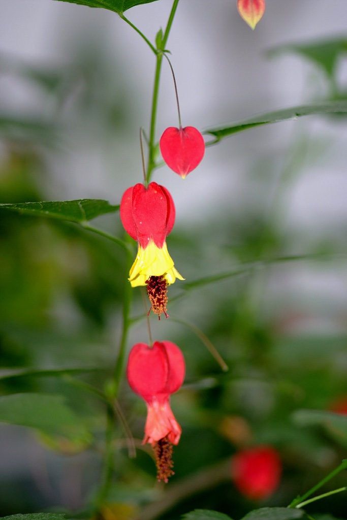 아부틸론 - Trailing Abutilon, Brazilian Abutilon, Abutilon megapotamicum