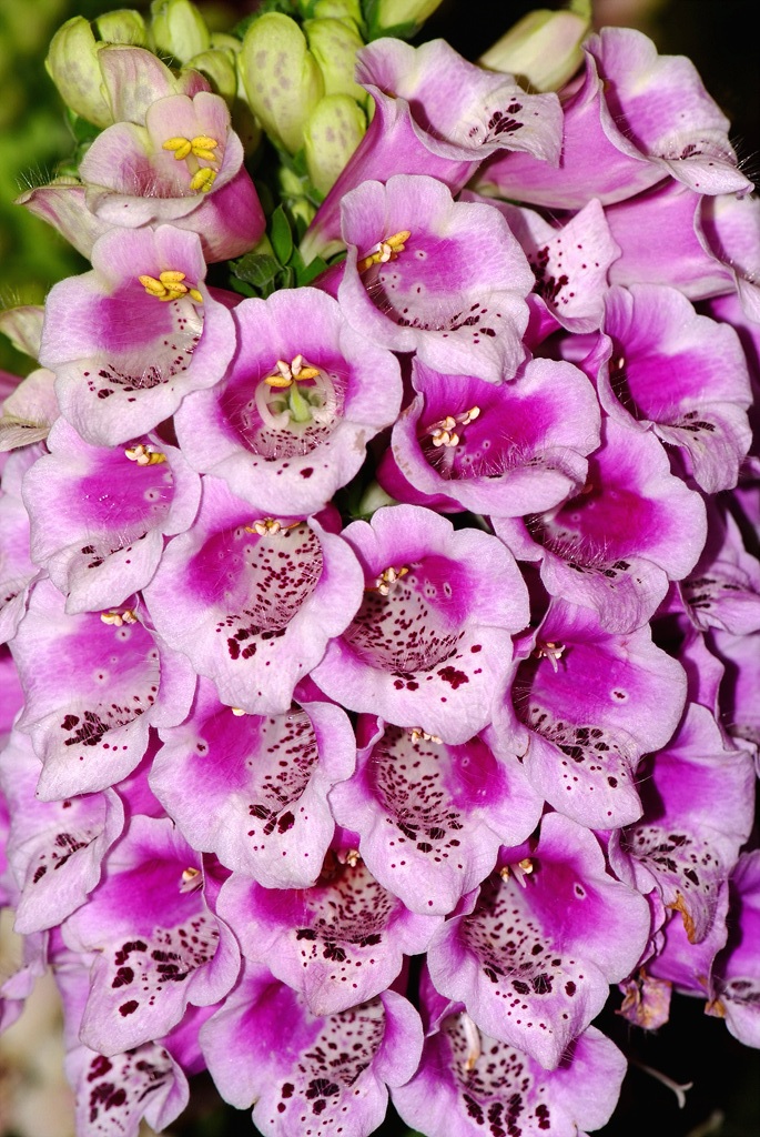 디기탈리스 - Digitalis, Digitalis purpurea L.