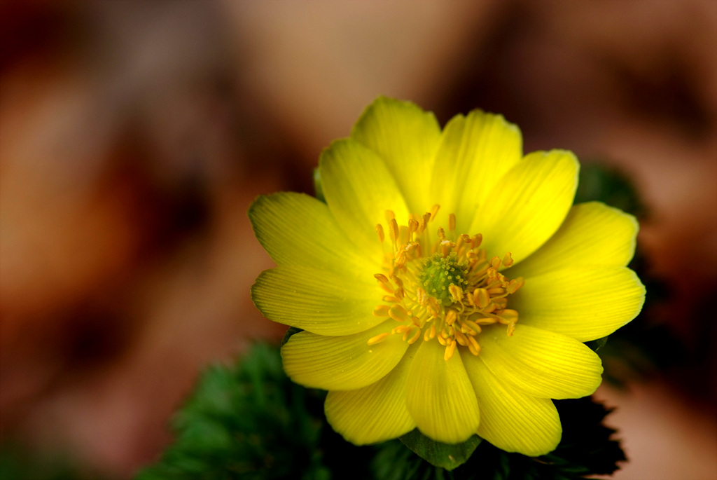 복수초 - Adonis amurensis