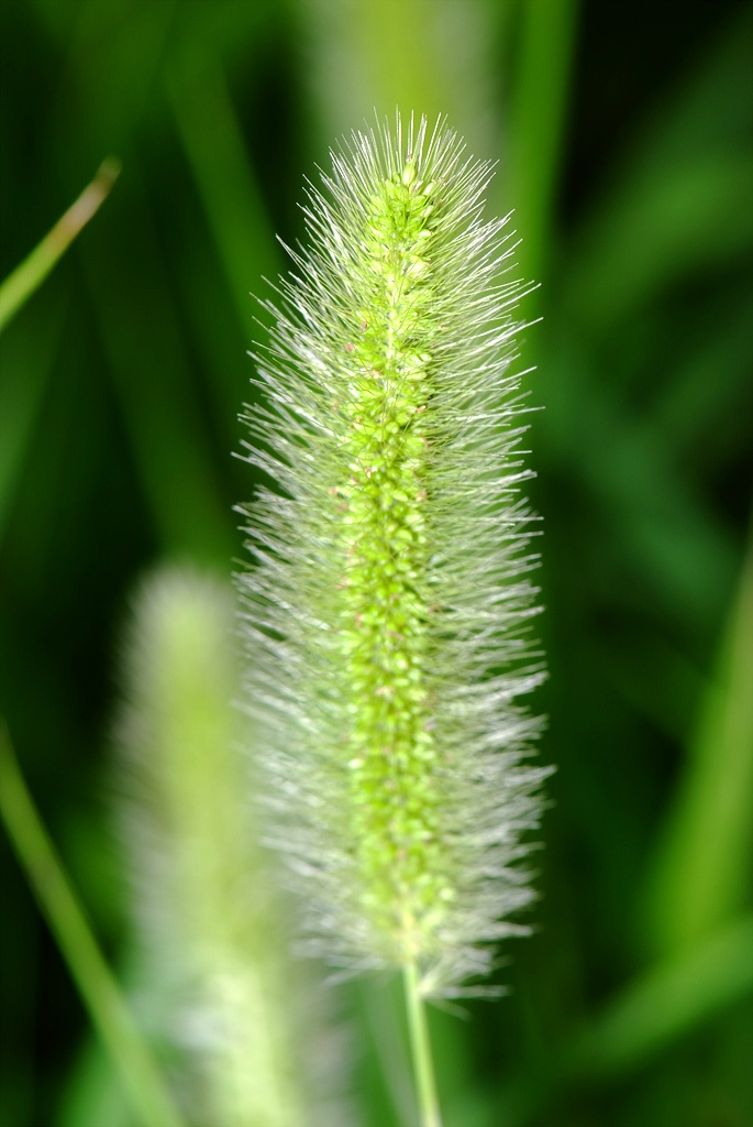 강아지풀 - Setaria viridis (L.) P. Beauv.