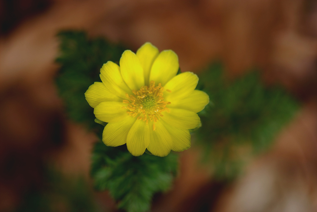 복수초 - Adonis amurensis