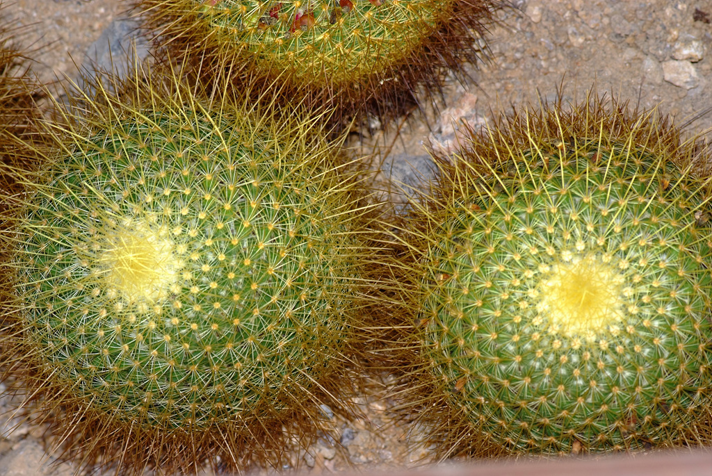 선인장 - Opuntia ficus-indica Mill.