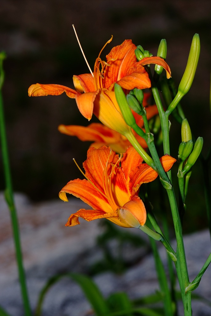 원추리 - Hemerocallis fulva