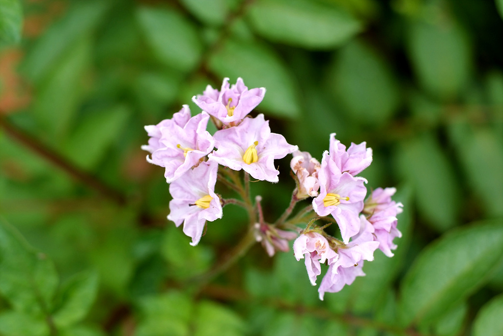 감자 - Potatoes , Solanum tuberosum L.