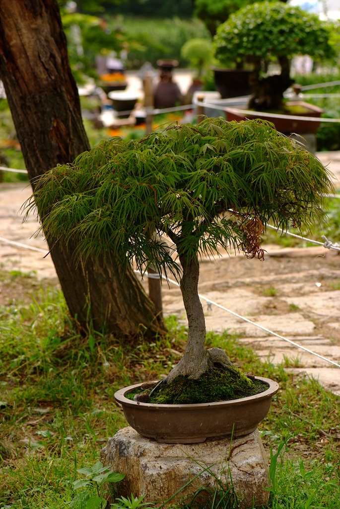 단풍나무 - Acer palmatum Thunb. ex Murray, Acer palmatum Thunb. ex Murray