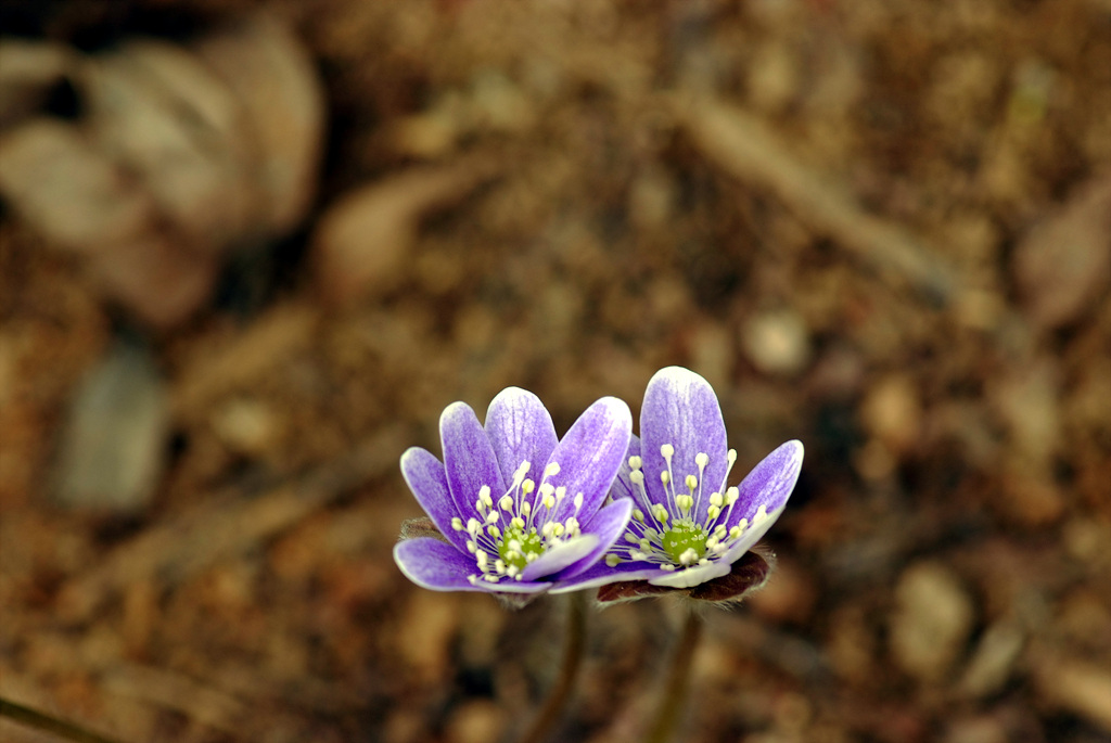 노루귀 - Hepatica asiatica Nakai, Hepatica asiatica