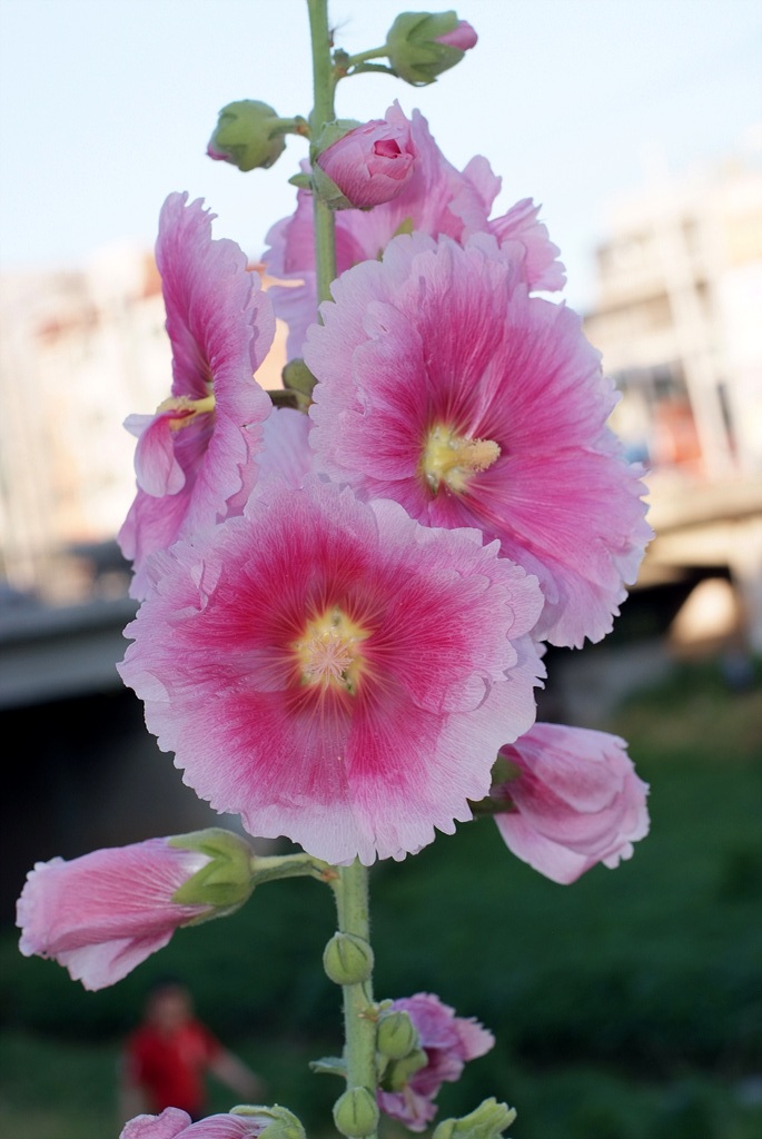 접시꽃 - Alcea rosea, Althaea rosea