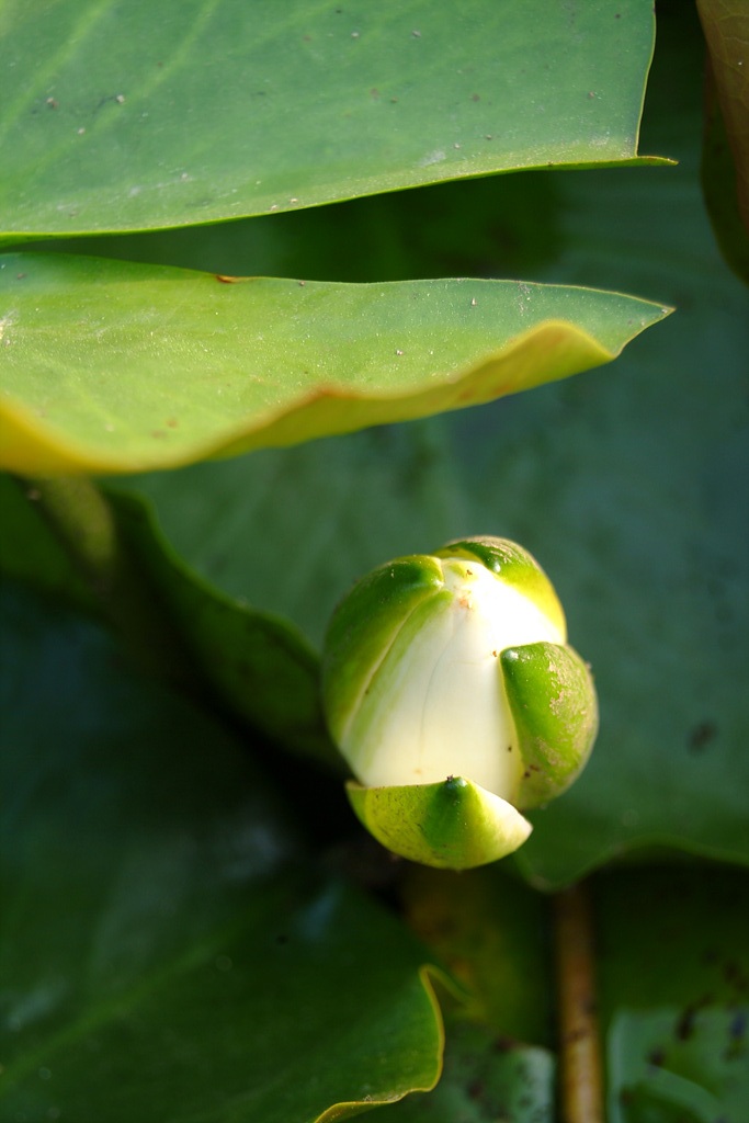 연꽃 - Nelumbo nucifera