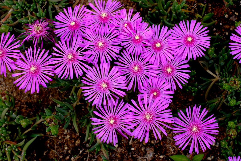 송엽국 - Trailing Ice Plant, Lampranthus spectabilis