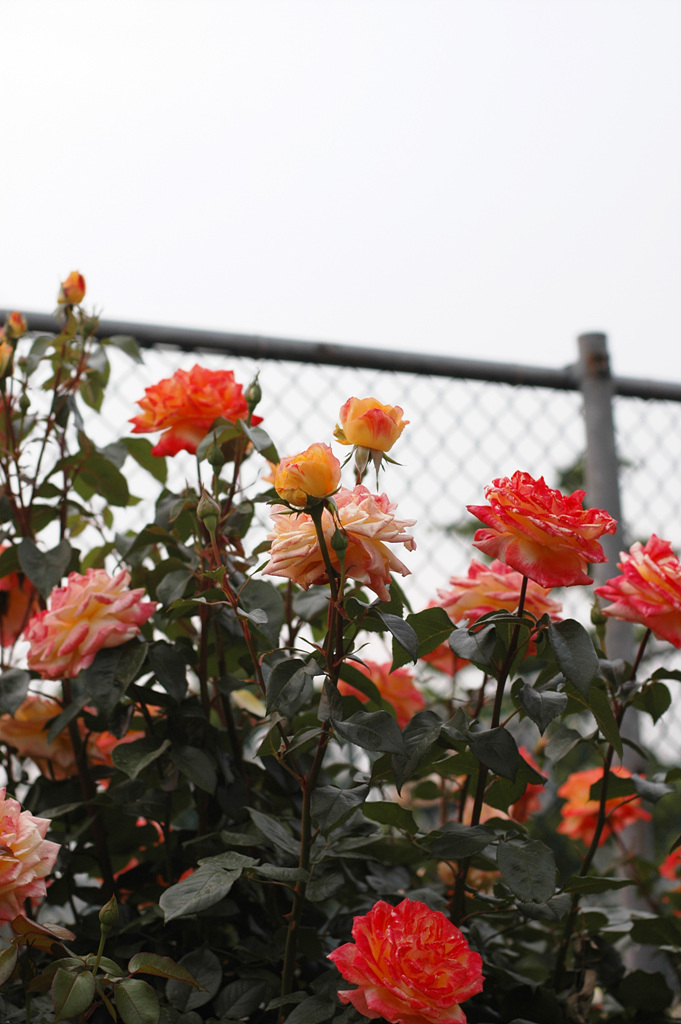 장미 - Rose, Rosa hybrida