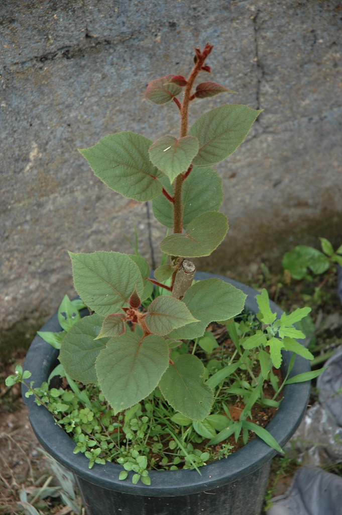 다래 - Actinidia arguta (Siebold & Zucc.) Planch. ex Miq. var. arguta