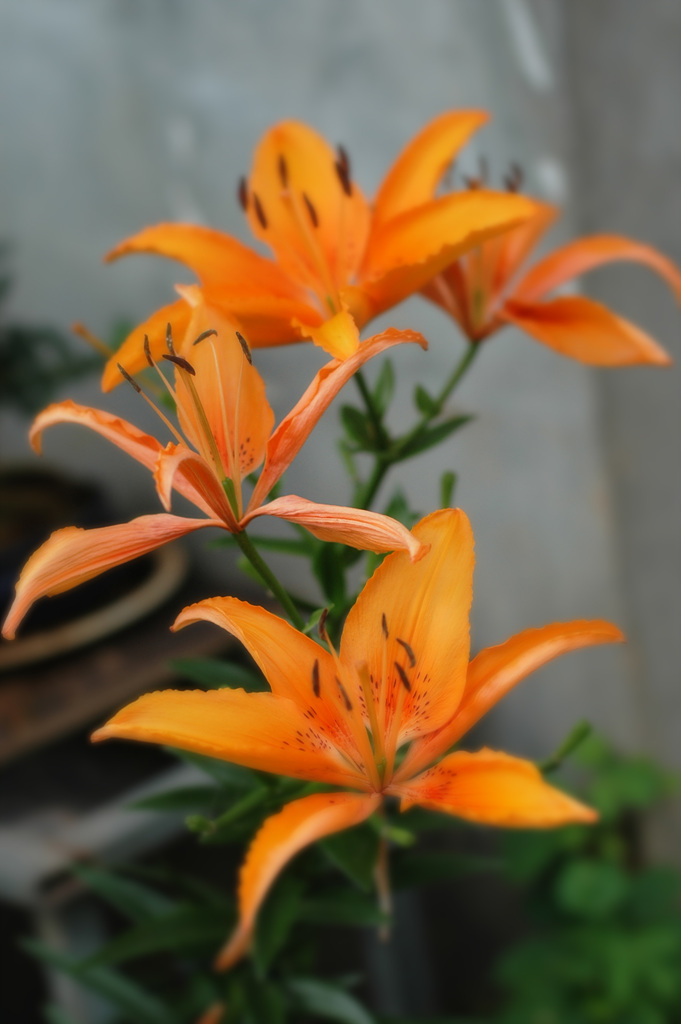 백합 - Lily, Lilium longiflorum Thunb.