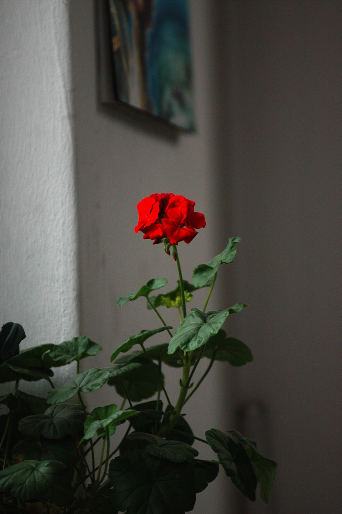 제라늄 - Geranium, Pelargonium inquinans