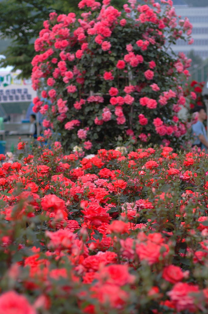 장미 - Rose, Rosa hybrida