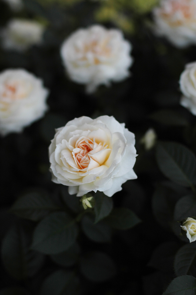 장미 - Rose, Rosa hybrida
