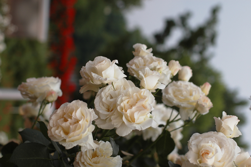 장미 - Rose, Rosa hybrida