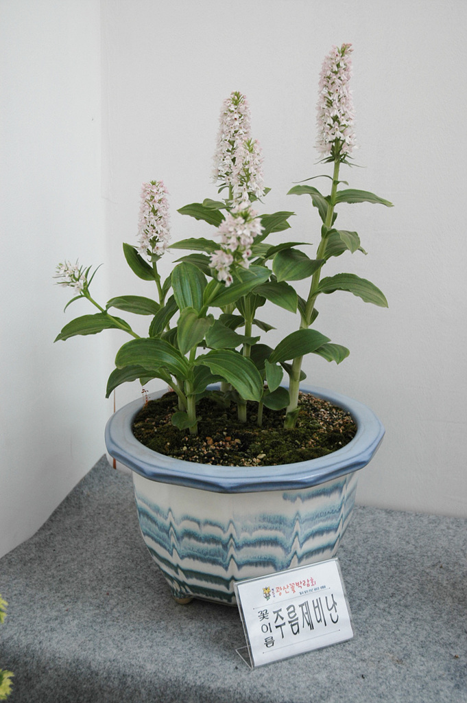 주름제비란 - Gymnadenia camtschatica (Cham.) Miyabe & Kudo