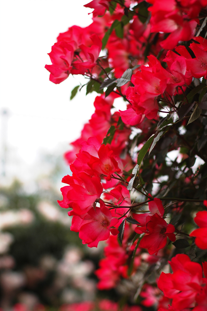 장미 - Rose, Rosa hybrida