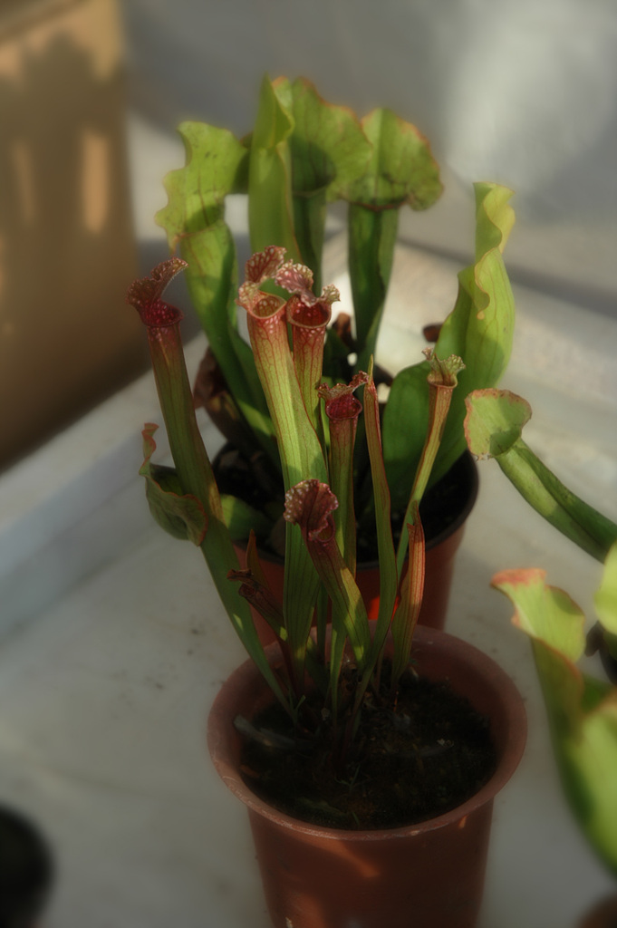 사라세니아 - rubra, Sarracenia