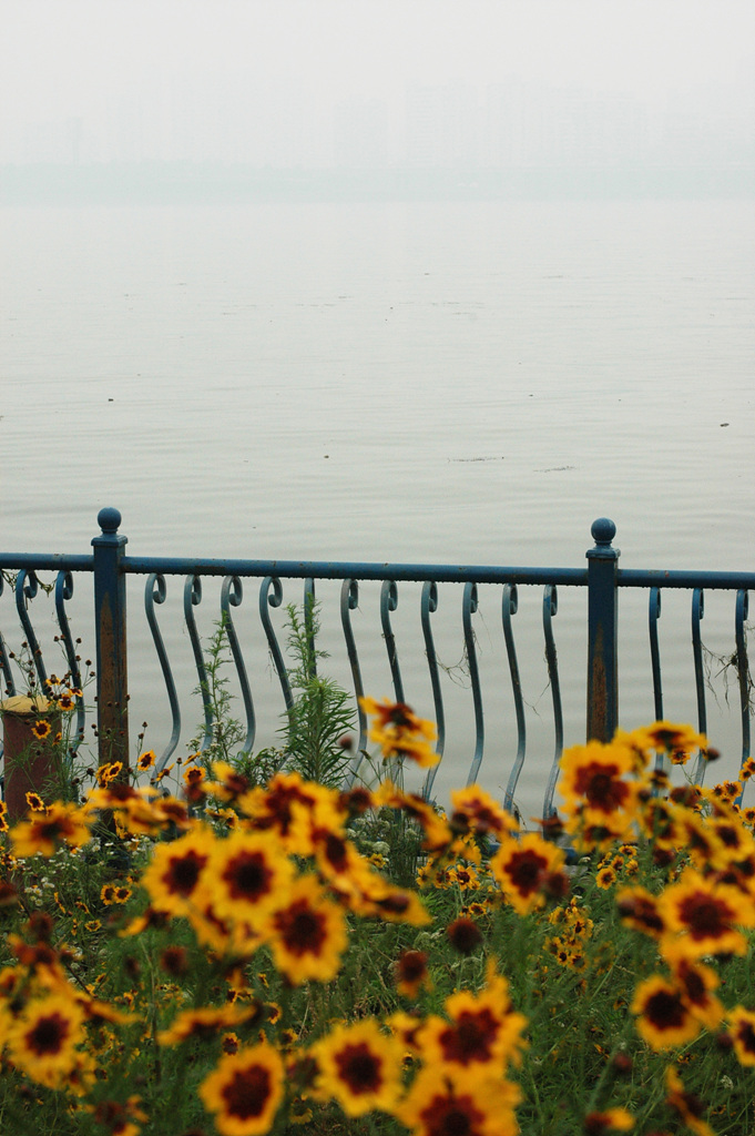기생초 - ㅇ, Coreopsis tinctoria