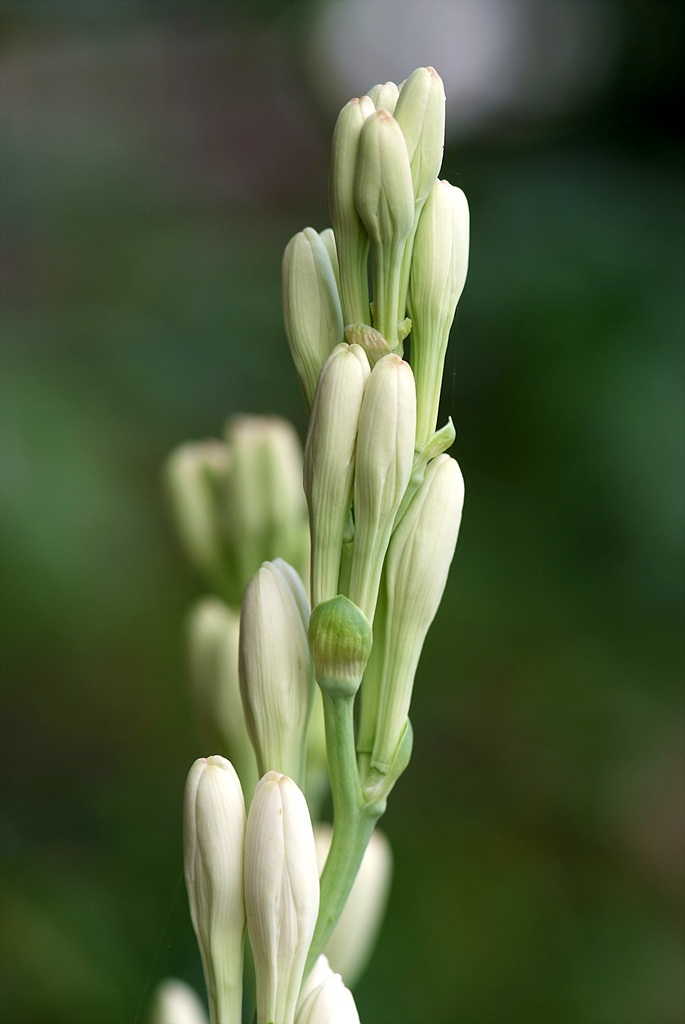 투베로사 - tuberosa, Polianthes tuberosa