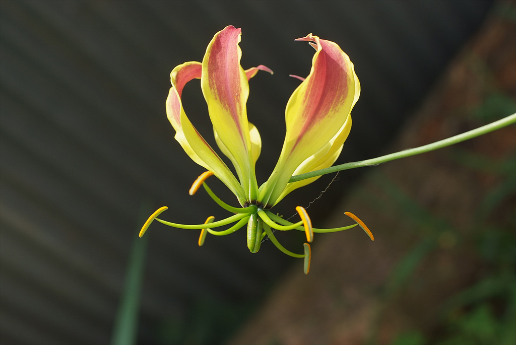 글로리오사 - gloriosa lily