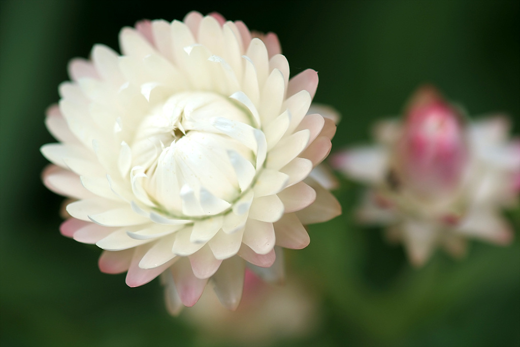 밀짚꽃 - straw flower, Helichrysum bracteatum