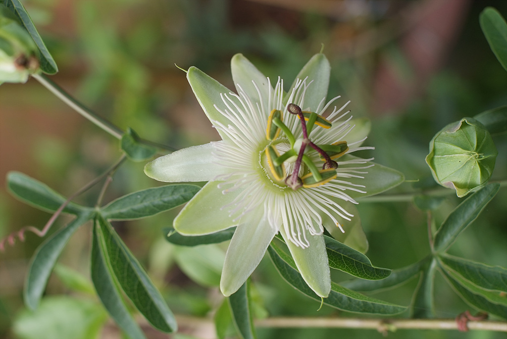 시계초 - passion flower, Passiflora caerulea