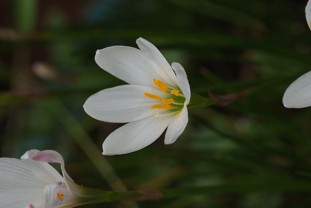 흰꽃나도사프란 - Autumn Zephyrlily. White amaryllis, Zephyranthes candida (Lindl.) Herb.