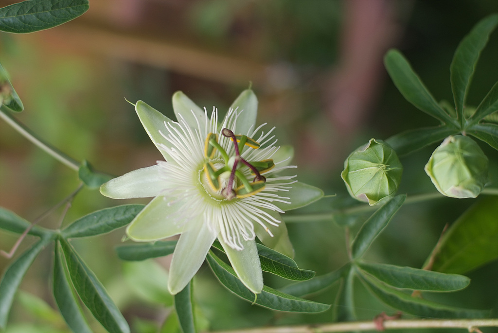 시계초 - passion flower, Passiflora caerulea