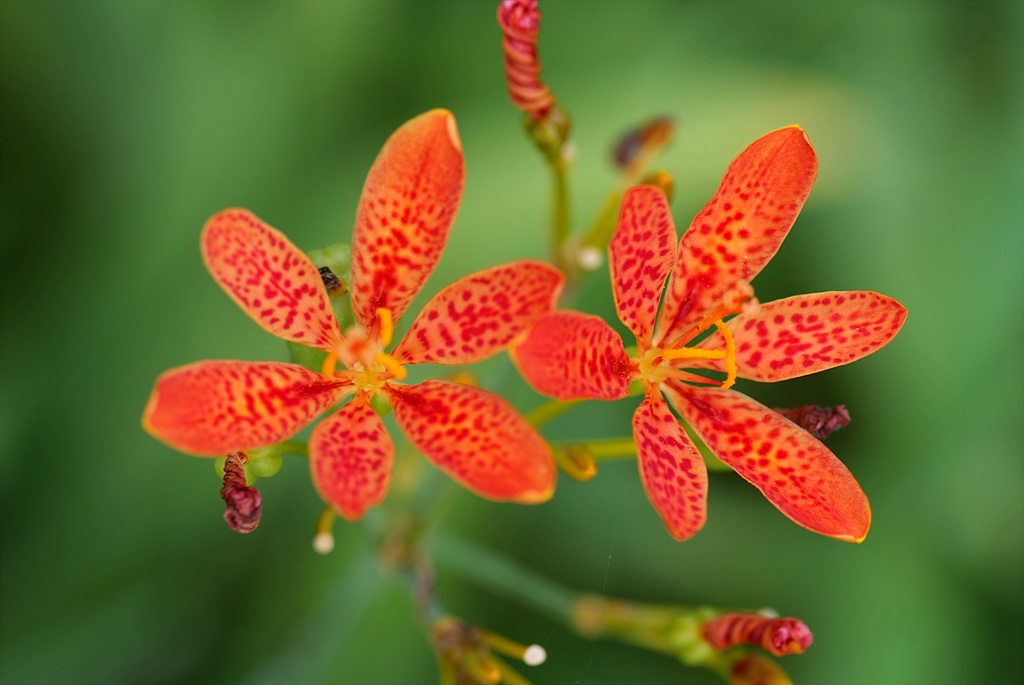 범부채 - Belamcanda chinensis