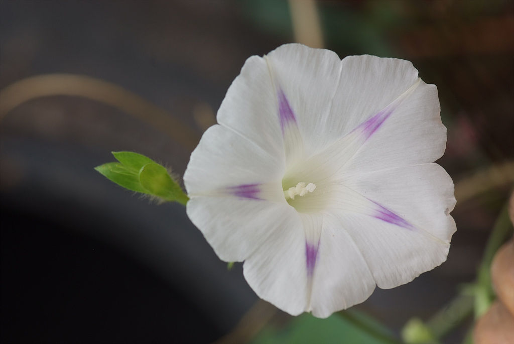 나팔꽃 - morning glory, Pharbitis nil (L.) Choisy