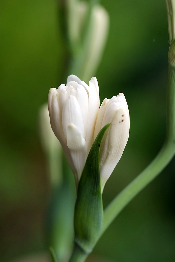 투베로사 - tuberosa, Polianthes tuberosa