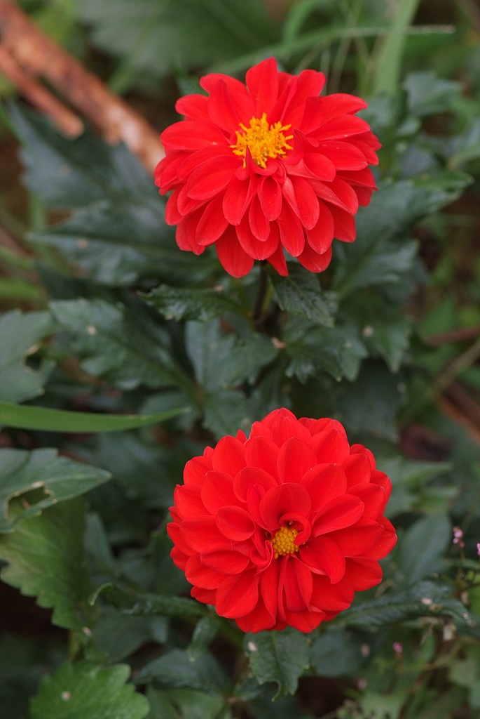 다알리아 - YELLOw BAIRD, Dahlia pinnata Cav.