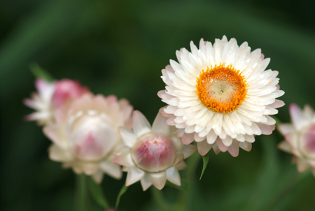 밀짚꽃 - straw flower, Helichrysum bracteatum