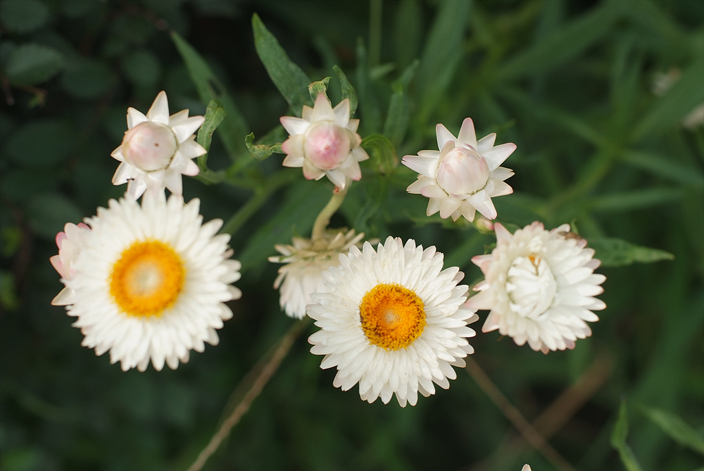 밀짚꽃 - straw flower, Helichrysum bracteatum
