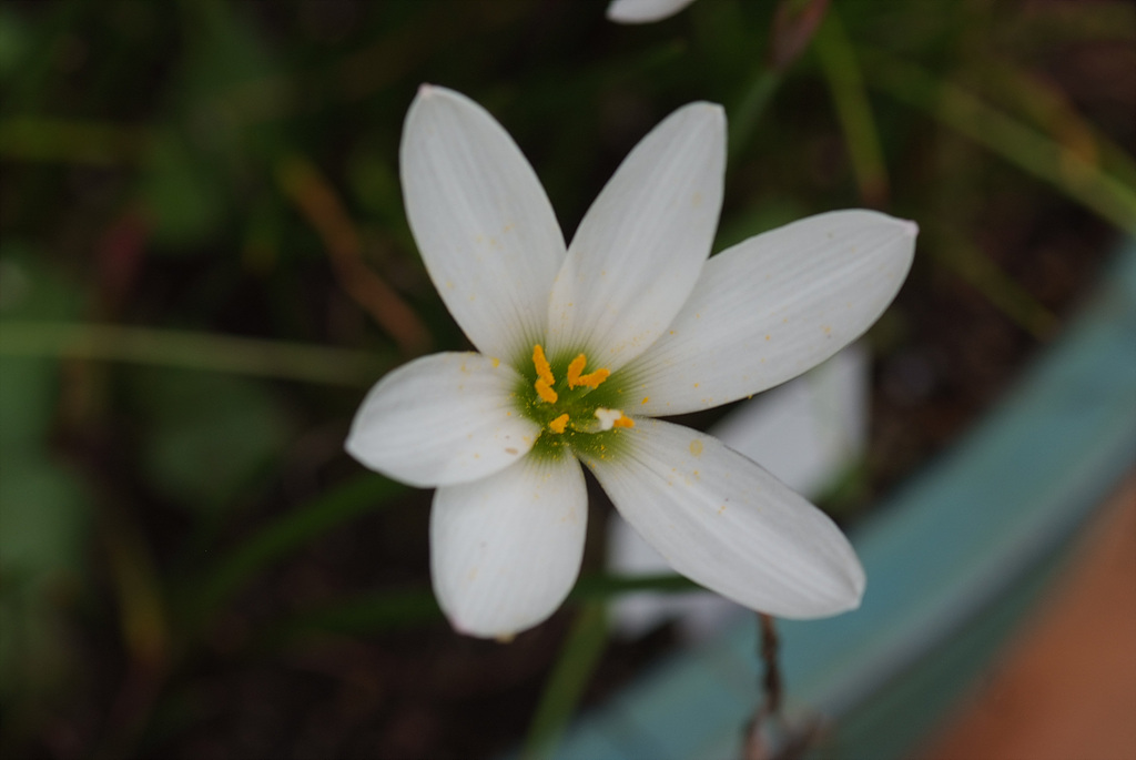 흰꽃나도사프란 - Autumn Zephyrlily. White amaryllis, Zephyranthes candida (Lindl.) Herb.