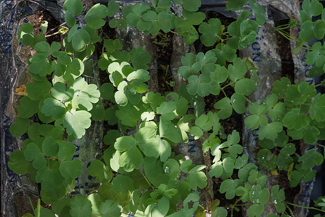 매발톱 - columbine, Aquilegia buergeriana Siebold & Zucc. var. oxysepala (Trautv. & C. A. Mey.) Kitam.