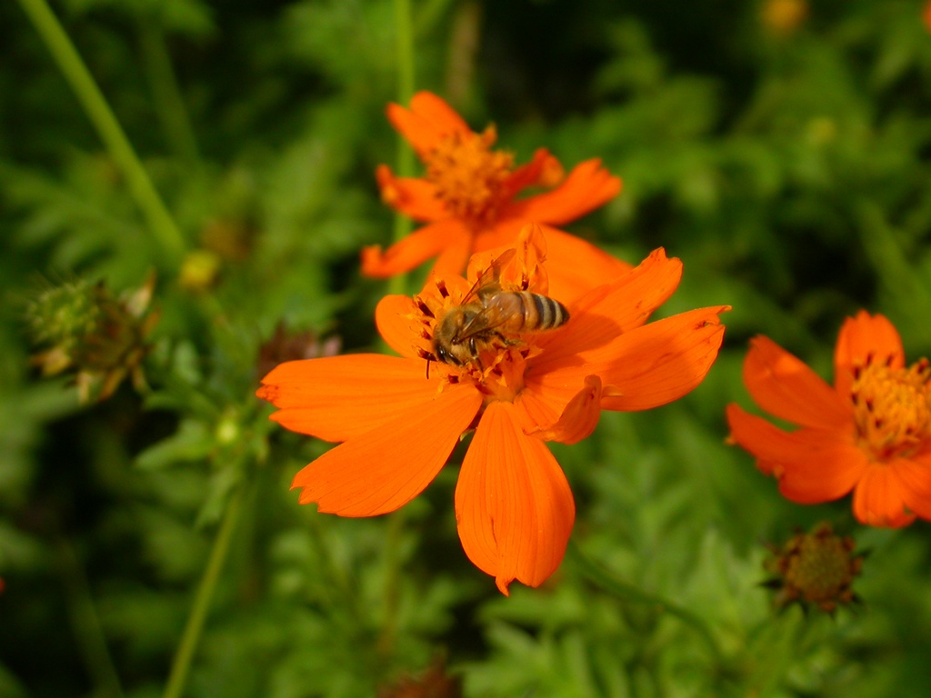 코스모스 - Browallia speciosa, Cosmos bipinnatus