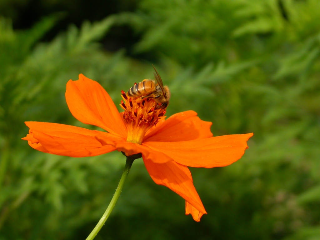 코스모스 - Browallia speciosa, Cosmos bipinnatus
