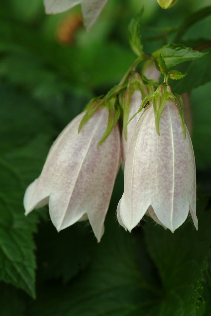 초롱꽃 - Campanula punctata