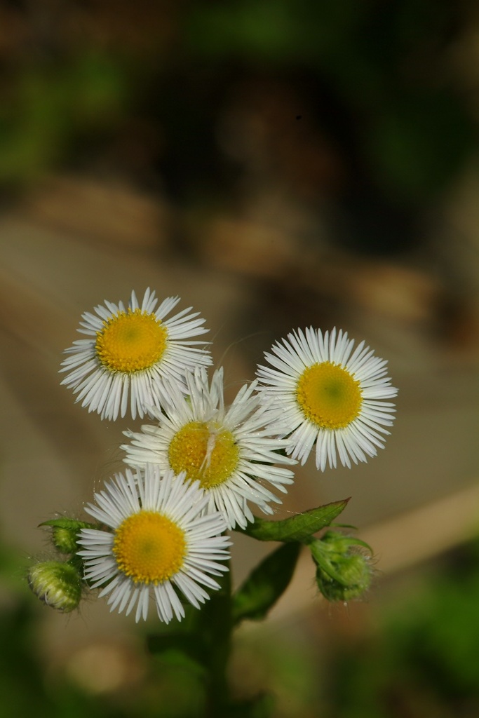 개망초 - Erigeron annuus