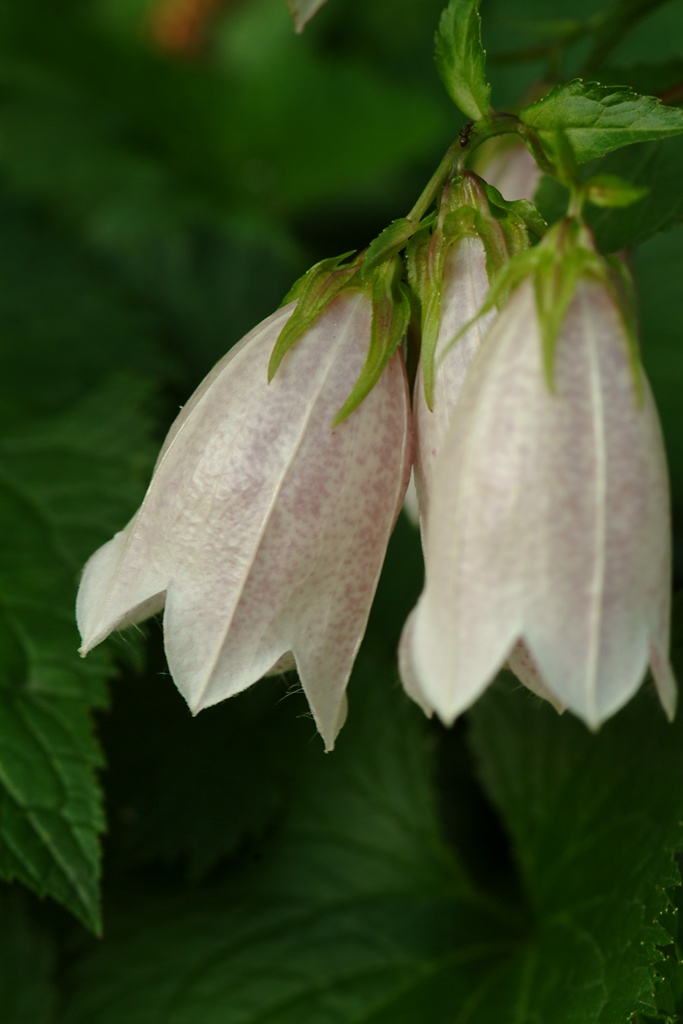 초롱꽃 - Campanula punctata