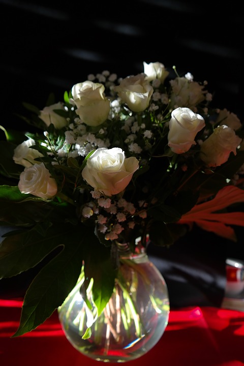 장미 - Rose, Rosa hybrida