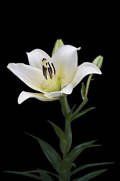 백합 - Lily, Lilium longiflorum Thunb.