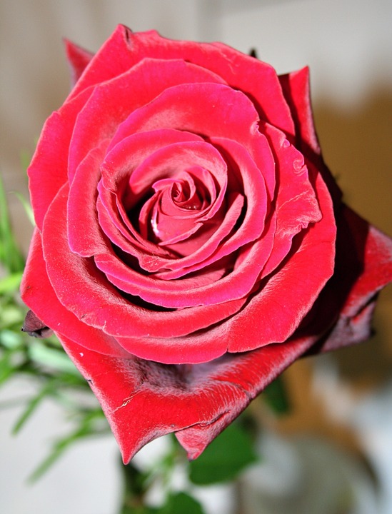 장미 - Rose, Rosa hybrida